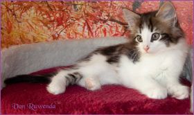 Katerchen Cary Grant von den Norwegischen Waldkatzen von Ruwenda