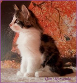 Katerchen Cary Grant von den Norwegischen Waldkatzen von Ruwenda