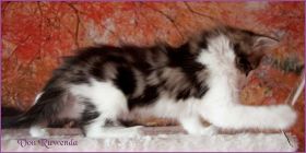 Katerchen Cary Grant von den Norwegischen Waldkatzen von Ruwenda