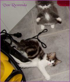 Katerchen Cary Grant von den Norwegischen Waldkatzen von Ruwenda