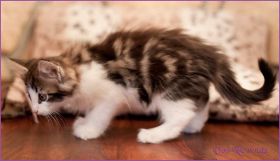 Katerchen Cary Grant von den Norwegischen Waldkatzen von Ruwenda