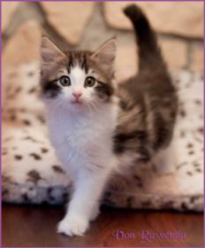 Katerchen Cary Grant von den Norwegischen Waldkatzen von Ruwenda