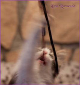 Katerchen Cary Grant von den Norwegischen Waldkatzen von Ruwenda