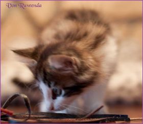 Katerchen Cary Grant von den Norwegischen Waldkatzen von Ruwenda