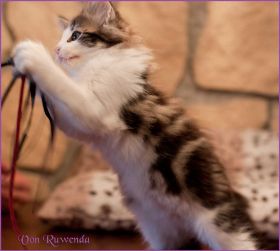 Katerchen Cary Grant von den Norwegischen Waldkatzen von Ruwenda