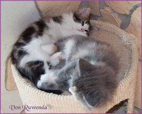 Katerchen Cary Grant von den Norwegischen Waldkatzen von Ruwenda