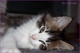 Katerchen Cary Grant von den Norwegischen Waldkatzen von Ruwenda