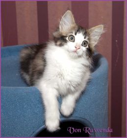 Katerchen Cary Grant von den Norwegischen Waldkatzen von Ruwenda