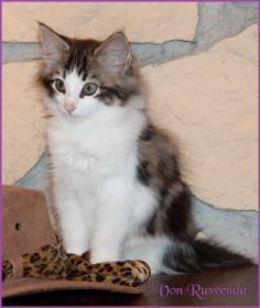 Katerchen Cary Grant von den Norwegischen Waldkatzen von Ruwenda