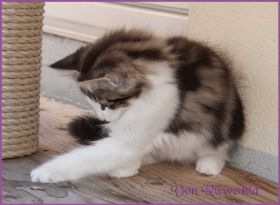 Katerchen Cary Grant von den Norwegische Waldkatzen von Ruwenda