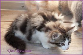 Katerchen Cary Grant von den Norwegische Waldkatzen von Ruwenda