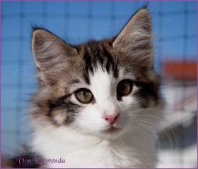 Katerchen Cary Grant von den Norwegische Waldkatzen von Ruwenda