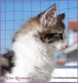 Katerchen Cary Grant von den Norwegische Waldkatzen von Ruwenda