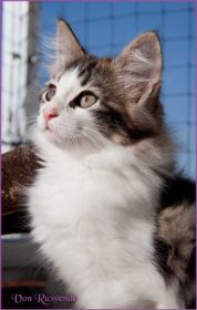 Katerchen Cary Grant von den Norwegische Waldkatzen von Ruwenda