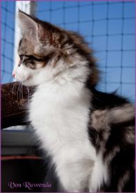 Katerchen Cary Grant von den Norwegische Waldkatzen von Ruwenda