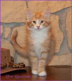 Katerchen James Dean von den Norwegischen Waldkatzen von Ruwenda