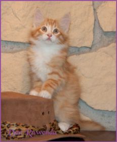 Katerchen James Dean von den Norwegischen Waldkatzen von Ruwenda