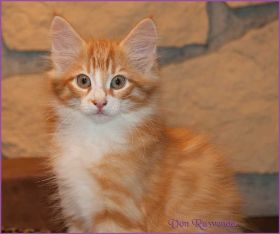 Katerchen James Dean von den Norwegischen Waldkatzen von Ruwenda