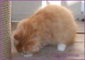Katerchen James Dean von den Norwegischen Waldkatzen von Ruwenda