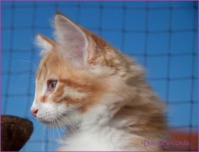 Katerchen James Dean von den Norwegischen Waldkatzen von Ruwenda