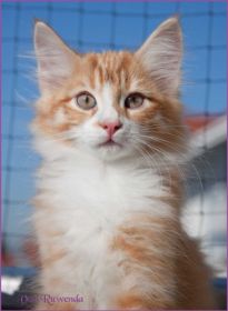 Katerchen James Dean von den Norwegischen Waldkatzen von Ruwenda