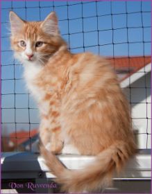 Katerchen James Dean von den Norwegischen Waldkatzen von Ruwenda