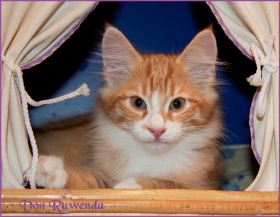 Katerchen James Dean von den Norwegischen Waldkatzen von Ruwenda