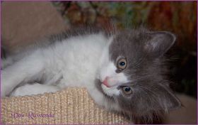 Katerchen Dean Martin von den Norwegischen Waldkatzen von Ruwenda