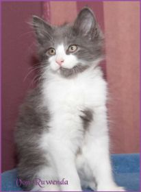 Katerchen Dean Martin von den Norwegischen Waldkatzen von Ruwenda