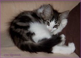 Roccco "Cary Grant" von den Norwegischen Waldkatzen von Ruwenda im neuen Zuhause