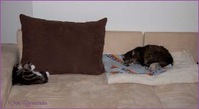 Die Norwegischen Waldkatzen von Ruwenda im neuen Zuhause