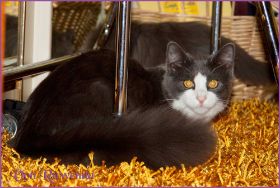 Sasette von den Norwegischen Waldkatzen von Ruwenda im neuen Zuhause