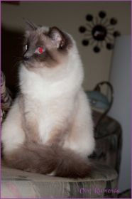 Sasette von den Norwegischen Waldkatzen von Ruwenda im neuen Zuhause