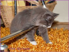 Sasette von den Norwegischen Waldkatzen von Ruwenda im neuen Zuhause