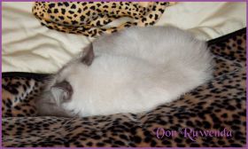 Sasette von den Norwegischen Waldkatzen von Ruwenda im neuen Zuhause