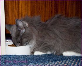 Sasette von den Norwegischen Waldkatzen von Ruwenda im neuen Zuhause