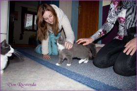 Sasette von den Norwegischen Waldkatzen von Ruwenda im neuen Zuhause