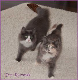 Timberly und Doris Day von den Norwegischen Waldkatzen von Ruwenda im neuen Zuhause