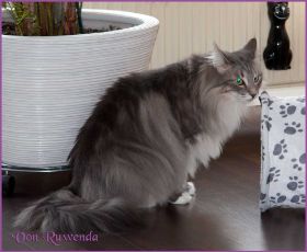 Timberly und Doris Day von den Norwegischen Waldkatzen von Ruwenda im neuen Zuhause