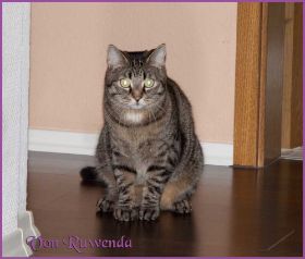 Timberly und Doris Day von den Norwegischen Waldkatzen von Ruwenda im neuen Zuhause