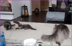 Timberly und Doris Day von den Norwegischen Waldkatzen von Ruwenda im neuen Zuhause