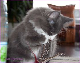 Timberly und Doris Day von den Norwegischen Waldkatzen von Ruwenda im neuen Zuhause