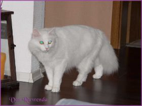 Timberly und Doris Day von den Norwegischen Waldkatzen von Ruwenda im neuen Zuhause