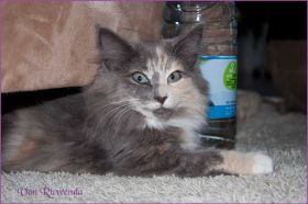 Timberly und Doris Day von den Norwegischen Waldkatzen von Ruwenda im neuen Zuhause