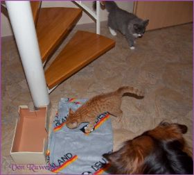 Tarzan von den Norwegischen Waldkatzen von Ruwenda im neuen Zuhause