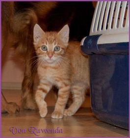 Tarzan von den Norwegischen Waldkatzen von Ruwenda im neuen Zuhause