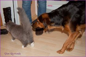 Tarzan von den Norwegischen Waldkatzen von Ruwenda im neuen Zuhause