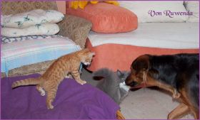 Tarzan von den Norwegischen Waldkatzen von Ruwenda im neuen Zuhause