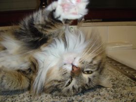 Beauty in ihrem neuen Zuhause