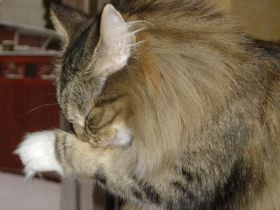 Beauty in ihrem neuen Zuhause